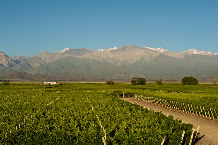 Vines of Mendoza, Argentina Argentina Vineyard For Sale